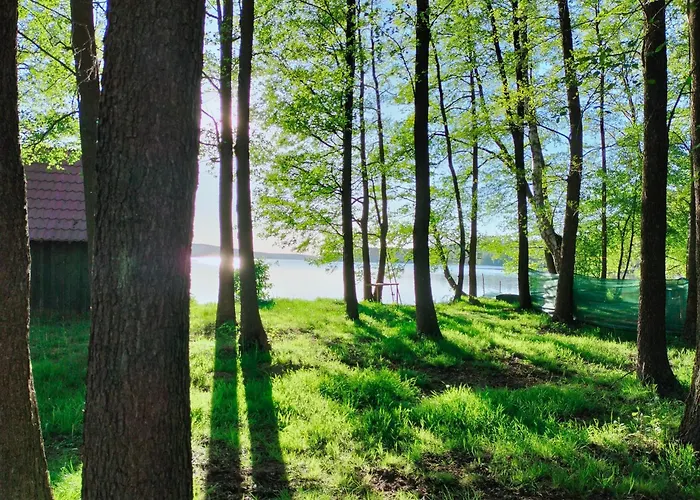 Lesnika Czernica * Mecikal